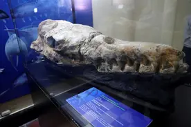 秘鲁沙漠发现3600万年前鲸鱼化石，体长17米牙齿超锋利图片