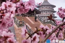 图集｜春回洛城，仿佛赴一场宴饮，让人独醉在神都最好的时光里图片