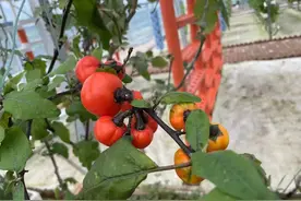 神奇！茄子长在树上、一颗西红柿树可结果数千斤~图片