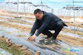 大荆镇引进红瓤瓜“绿虎”，“520”将甜蜜上市图片