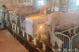 全省首笔“正大·猪采贷”落地，养猪大户获贷200万图片