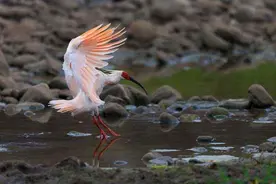 春分玄鸟至，浙江大地传出喜讯：“东方神鸟”朱鹮，野外产下第一窝蛋图片