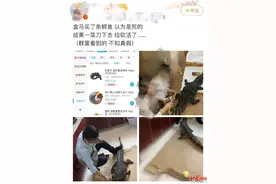 视频疯传“网购鳄鱼竟复活”？盒马回应：视频中鳄鱼规格不符，初步判断非盒马所售图片
