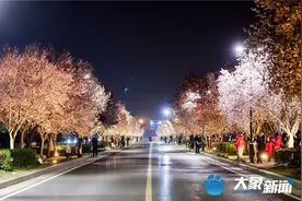 图集丨三月未央樱花摇曳 郑州这条浪漫大道等你来图片