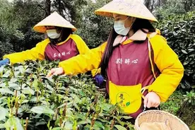 亲历采茶12小时：记者累到双腿发抖 采茶大姐却说这还算轻松的图片