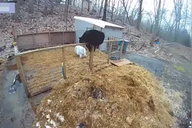 难以置信！美国一对勇敢的猪击退了一只爬进围栏的黑熊图片