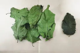 药食两用的杜仲叶图片