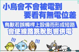 台湾多地再发生停电！台电称系鸟兽等碰触线路，被指越描越黑图片