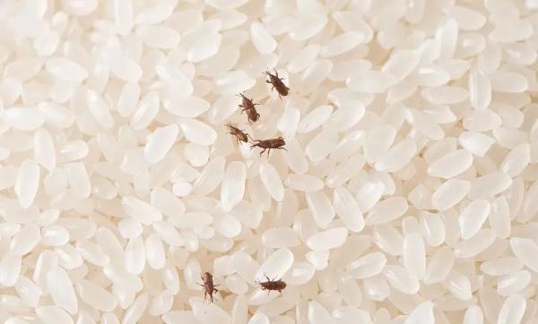 椋熺墿鏀惧緱涔咃紝钀ュ吇鍏ㄦ祦璧帮紵杩欎簺鍘ㄦ埧閲岀殑鈥滆€愭斁鍝佲€濊繕浼氬彉璐? onerror=