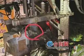 小鸟又调皮了？台湾又停电了图片