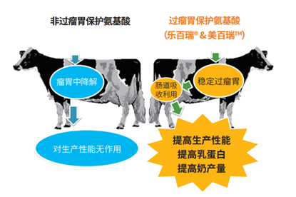 饲料价格高涨下，如何平衡氨基酸降低饲料成本