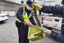 惊险！鳄鱼现身郊区河道，接警后民警快速前往……图片