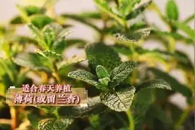 家里种盆它，省下两样钱！当茶喝解郁清火，炒菜吃提味增香图片