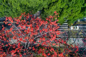 迁移古树名木需报批并公示 擅自砍伐最高罚款200万元图片
