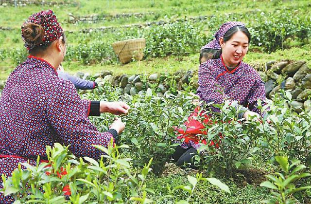 一片叶子里的青川梦想