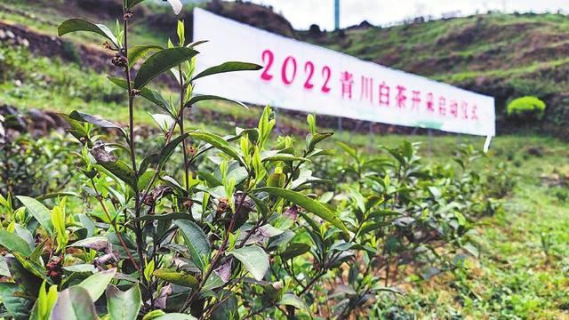 一片叶子里的青川梦想