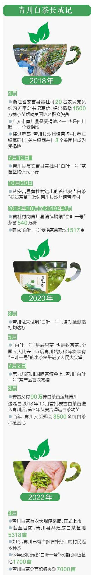 一片叶子里的青川梦想