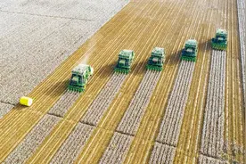 中国棉花谋变图片