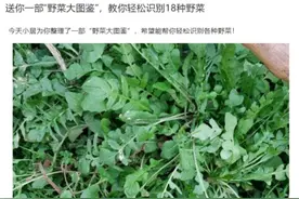 “封控小区挖野菜攻略”竟走红？专家：有风险图片