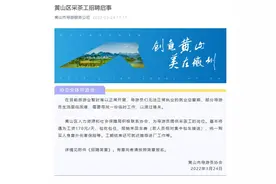 黄山20多名导游报名采茶：日薪170元，包吃包住图片