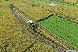 国际农业发展基金代表：中非农业合作让双方共同受益图片