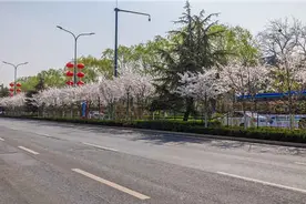 山东好景｜济南明湖北路成“樱花大道”图片