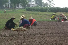 “三孩”时代，农村女性需求应被看见：一位学者的西村观察图片