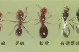 虫子竟会种菜和放牧 成都白蚁即将起飞图片