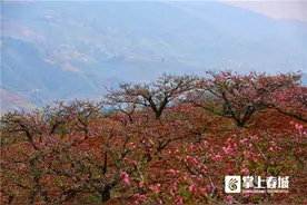 振兴路上花芬芳⑥|桃之夭夭灼灼其华 沉醉富民流连忘返图片