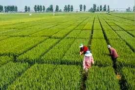 中国最大地下水“大漏斗”治理显成效图片