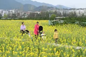 油菜花里望丰稔——我国部分油菜主产区扩大种植促进增收观察图片