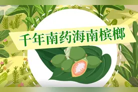 深读 | 南药槟榔新传：药用价值开发研究还需迈过几道坎？图片