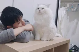 感染者说丨入院后七只猫成为了最大的牵挂，感谢所有好心人图片