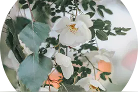 十二仙女下凡间，圆明园里遇“花神”图片