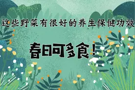 这些野菜有很好的养生保健功效，春日可多食！视频封面
