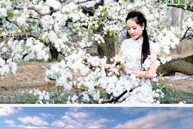 这里“视”邯郸｜魏县20万亩梨花进入盛花期 VR带你“云游”花海图片