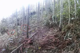 龙游：绿葱湖湿地公园首次发现猕猴种群图片