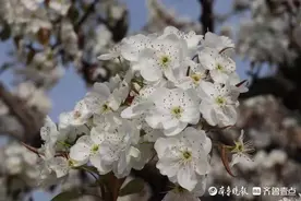 宁阳县葛石镇凤凰山万亩梨花竞相开放图片