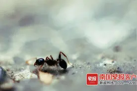 可怕！南宁一女子被蚂蚁咬了一口，结果全身过敏图片