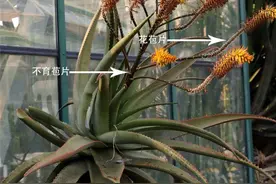 你，学“荟”了么？丨花颜鸟语图片