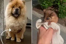可爱！澳大利亚一只松狮犬外出回家时，胸前挂着一负鼠宝宝图片
