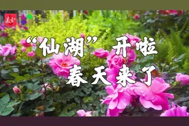 这些景区开放！@深圳人，清明不出深，照样可踏青图片