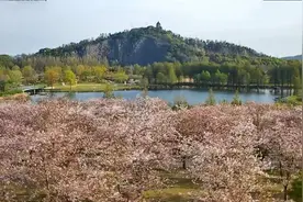 春风有信花开有期！去不了辰山植物园现场，来这里“云赏樱”图片