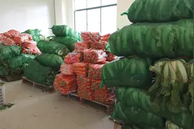 每天15个小时运转，这个镇的蔬菜基地确保每天近40吨新鲜蔬菜送往巿场图片