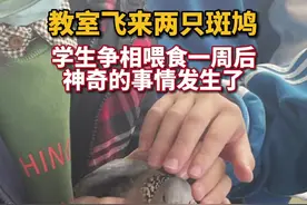 教室外飞鸟筑巢下蛋，教室内学生抢着当护鸟大使图片