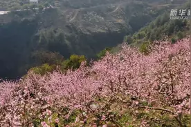 重庆奉节：桃花绽放醉春风视频封面
