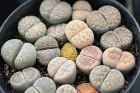 打开多肉成名史，看植物圈“顶流”如何诞生？图片