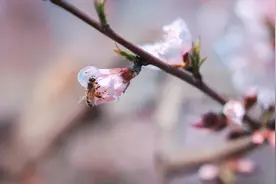 又是一年“花粉季”，“过敏星人”的自保指南来了图片