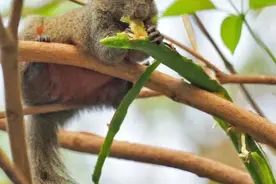 野生“萌物”出没！就在广州这个地方图片