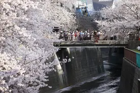 日本东京 目黑河畔樱花盛开图片